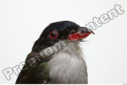 Cuban Trogon - Priotelus temnurus